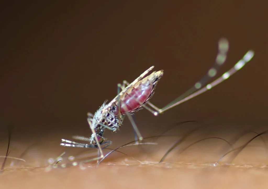 fumigation services, mosquito can bite and transmit malaria